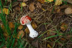 Red Toxic Mushroom Amanita Muscaria In The Undergrowth In Forest. Toadstool And Autumn Leaves Lying On The Ground.