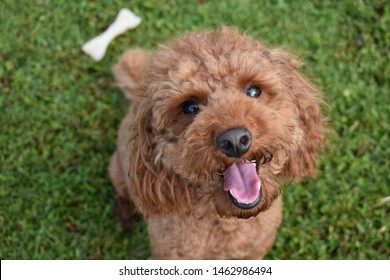 犬 トイプードル Images Stock Photos Vectors Shutterstock