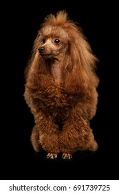 Red Toy Poodle Dog Sitting on Isolated Black Background, front view