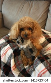 Red Toy Poodle Holding Its Squeaky Toy