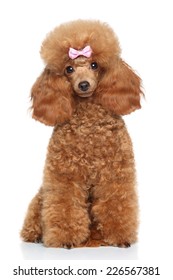 Red Toy Poodle Puppy High Res Stock Images Shutterstock