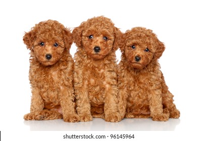 red toy poodle puppies 2 260nw 96145964