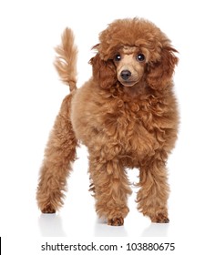Red Toy Poodle puppy (five months) on a white background