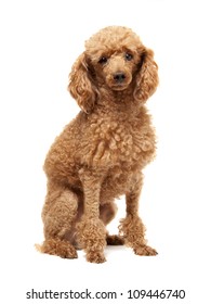 Red Toy Poodle puppy on a white background
