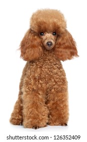 Red Toy Poodle Puppy On A White Background