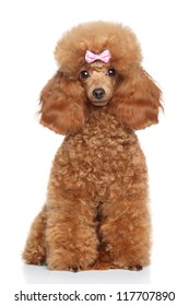 red apricot toy poodle