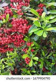 Red Toyon Berries and Green Leaves, Heteromeles arbutifolia, in California