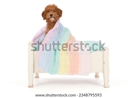 Red toypoodle puppy into a bed