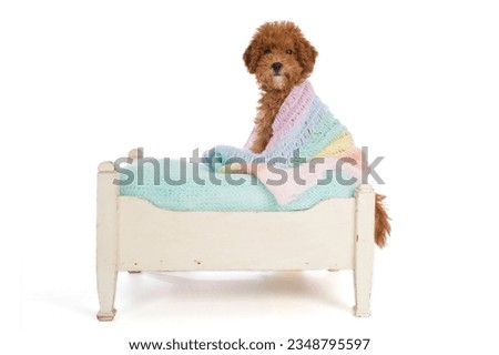 Red toypoodle puppy into a bed