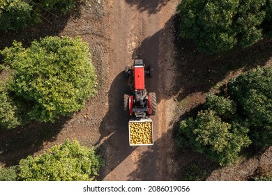 Red Tractor hauling a pallet of fresh picked ripe Grapefruit, Aerial view. - Powered by Shutterstock