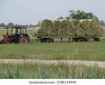Red tractor pulling a flatbed trailer loaded with cylindrical hay bales across a grassy rural field. The trailer is stacked with two layers of hay bales secured with straps, surrounded by wildflowers and farmland under an overcast sky. Ideal for themes related to agriculture, hay harvesting, livestock feeding, rural work, farming machinery, and countryside landscapes.