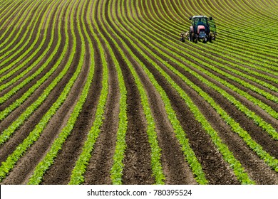 Red Tractor In Soy Beans Row Farm Summer Hokkaido  Japan