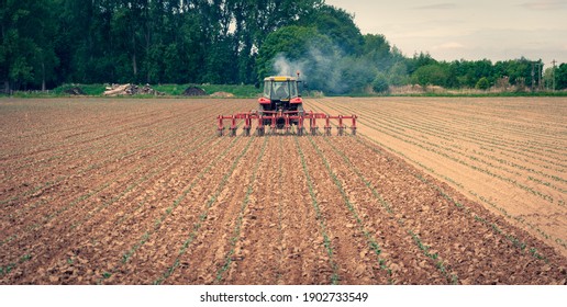 A Red Tractor Tilling A Field With Young Seedling. Exhaust Fumes Rise From The Tractor As It Moves Away From Camera Toward Vanishing Point.