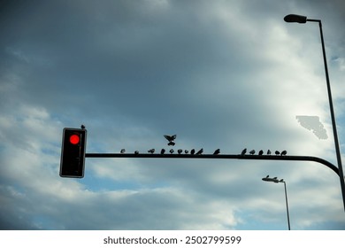 A red traffic light with birds perched on the pole above it, one in mid-flight. The backdrop features a cloudy sky, blending urban and natural elements in a peaceful city scene. - Powered by Shutterstock