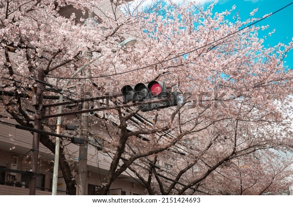 Red Traffic light installed at\
intersection to signal car driver and prevent crash and accidents\
from occur with Cherry Blossom or Sakura in\
background
