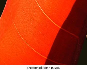 Red translucent leaf