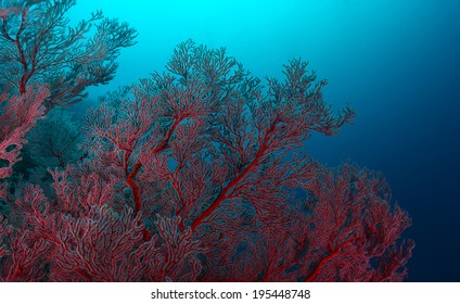 Red transparent coral on a blue sea background
