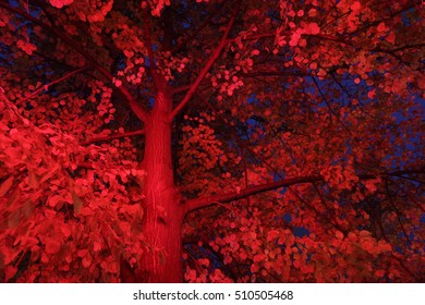 red tree