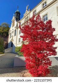 Red tree in front of the building