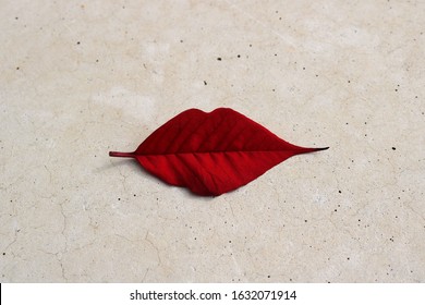 red tree leaf with the shape of the lips of a female mouth painted with carmine lipstick on a flat light background