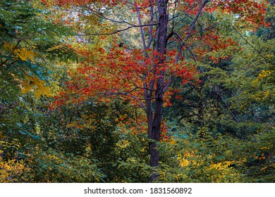 Red Tree In Rockefeller State Park