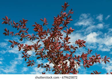 Red tree and sky.