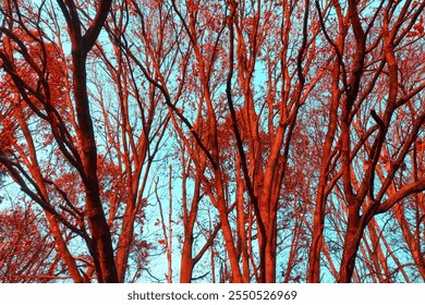 Red trees with bare branches, blue heaven, autumn background for text, colored photo - Powered by Shutterstock