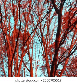 Red trees with bare branches, blue heaven, autumn background for text, outdoor, color photo - Powered by Shutterstock