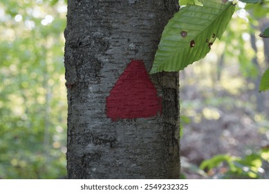 Red triangle trail maker forest