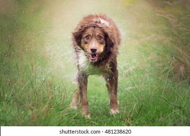 Red Tricolor Australian Shepherd is shaking off the water