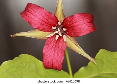 Red Trillium -