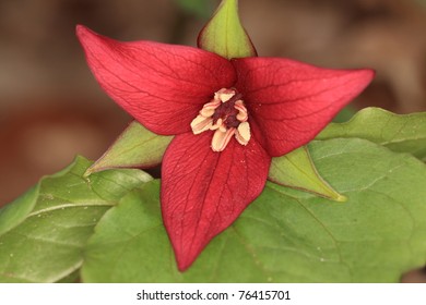 Red Trillium -