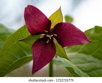 Red Trillium Bloom In Pennsylvanian Forest