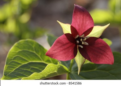 Red Trillium Flower