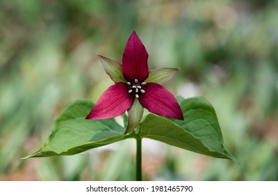 Red trillium flower blooming on the forest floor in Ontario, Canada