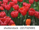 Red Triumph tulips (Tulipa) Surrender bloom in a garden in April