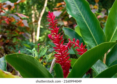 red tropical flower in  botanical garden in Jamaica 