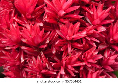 Red Tropical Flowers