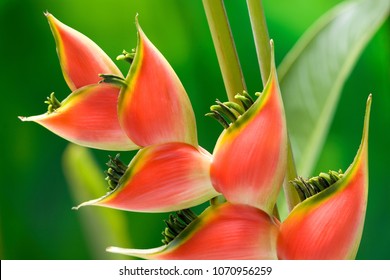 Red tropical heliconia flower macro isolated on green background
