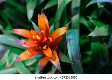 Red Tufted Airplant Blooming.