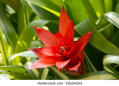 Red Tufted Airplant Blooming (Guzmania Sp)