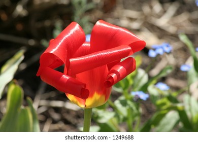 red tulip