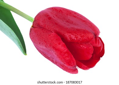 Red Tulip