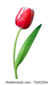 30,090 Single red tulip Images, Stock Photos & Vectors | Shutterstock