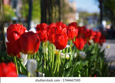 Red Tulip Blooming In The Spring