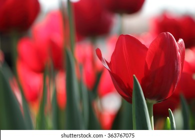 Red tulip close-up.