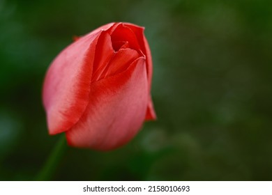 Red Tulip, Close-up Bud, Tender Red Tulip Petals, Strongly Blurred Background, Spring Still Life