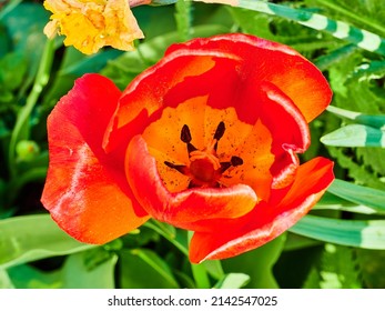 red tulip close-up in a green flower bed on a beautiful sunny spring day. background for designers, artists, computer desktop