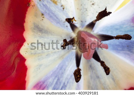 Close-Up Details Of Pink Tulip Flower