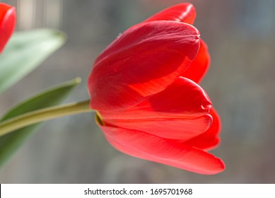 Red Tulip Closeup Side View
